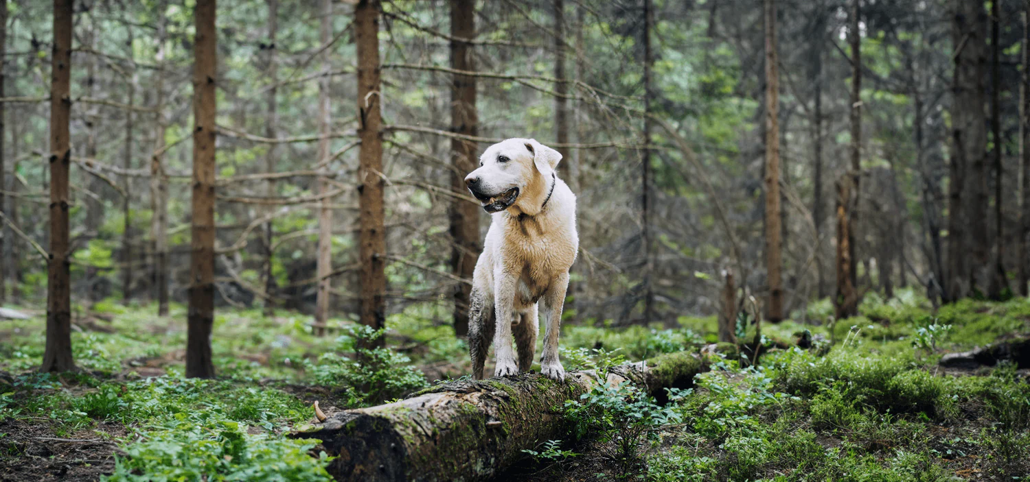 Healthy Pets, Happy Living